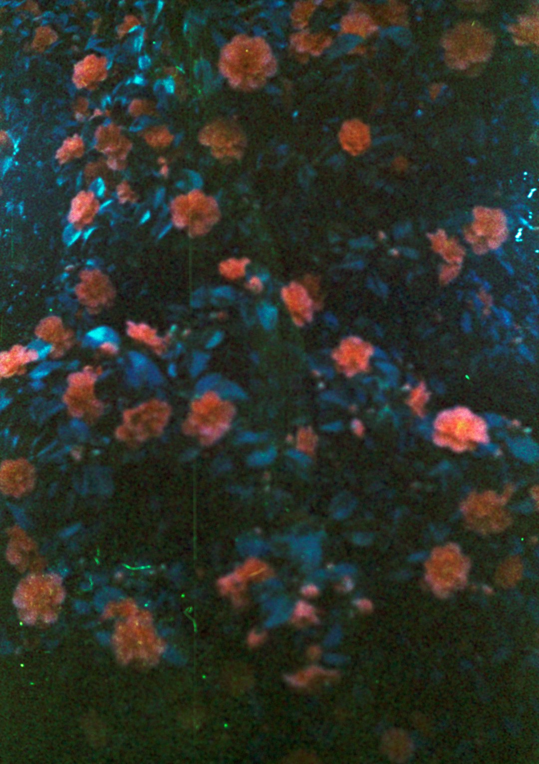 Beyoğlu Halıcıoğlu Mahallesi Regal Buzdolabı Servisi | Profesyonel Çözümler