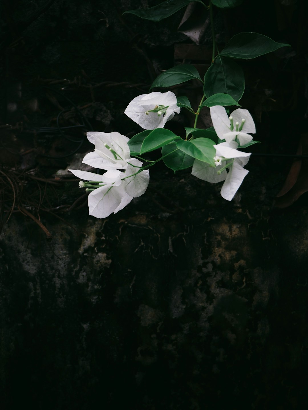Beyoğlu Kemankeş Mahallesi Samsung Bulaşık Makinesi Servisi | Uygun Fiyat ve Hızlı Hizmet