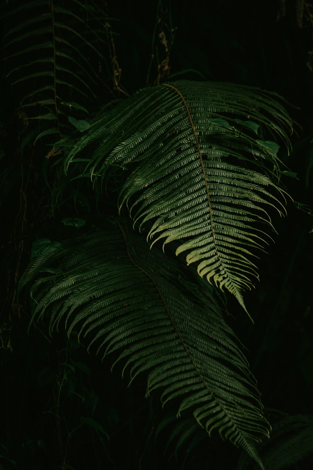 Beyoğlu Taksim Mahallesi'nde Regal Bulaşık Makinesi: Kalite ve Uygun Fiyat